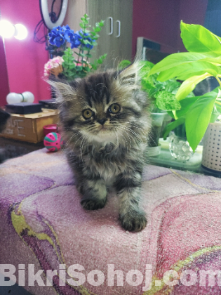 Persian tabby kittens